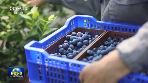 新思想引领新征程丨特色产业激发乡村振兴新活力——以初级农产品为引擎的实践路径