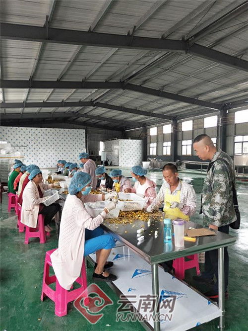 从泥土到金砖 云南某乡以初级农产品加工撬动脱贫致富路