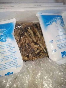 淘宝生蚂蚱算初级农产品吗？深度解析定义、风险与购买须知