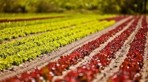 划重点 2020年乡村产业六大关键词聚焦初级农产品发展