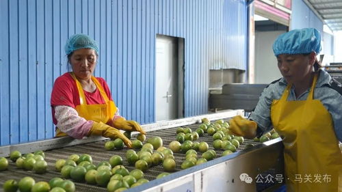 从田间鲜果变身冻藏黄金 马关百香果成为推动乡村振兴的甜蜜产业