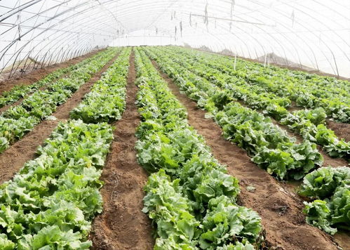 北京顺义农商对接机制 保障农产品直达百姓菜篮子