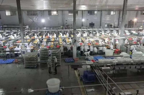 湖北食品厂季节性招聘公告 诚聘初级农产品加工员工