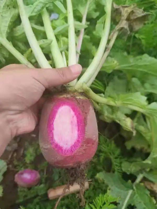 扎实开展农产品质量安全抽检活动，筑牢初级农产品安全防线